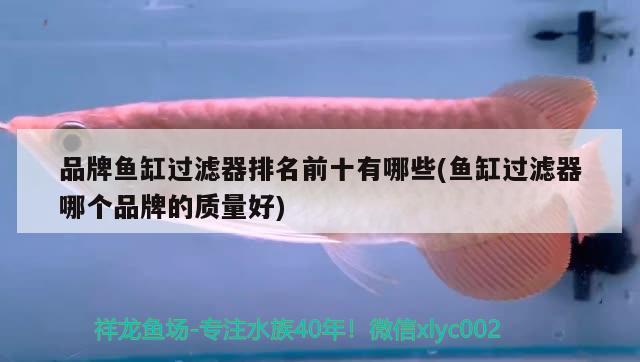 品牌魚缸過濾器排名前十有哪些(魚缸過濾器哪個品牌的質(zhì)量好) 銀古魚苗 第3張