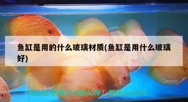 魚缸是用的什么玻璃材質(魚缸是用什么玻璃好) 大湖紅龍魚