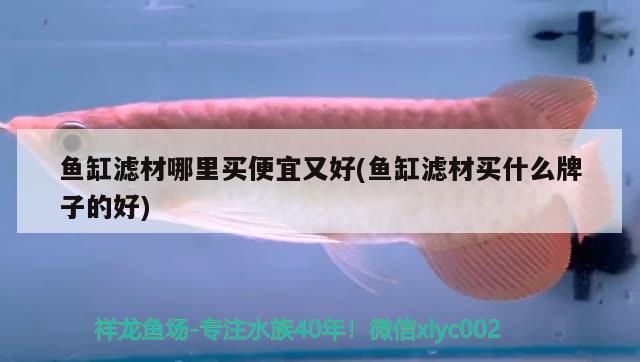 魚缸濾材哪里買便宜又好(魚缸濾材買什么牌子的好) 黑白雙星魚