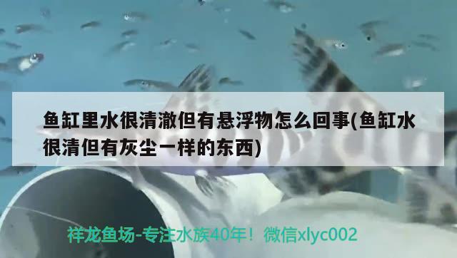 魚缸里水很清澈但有懸浮物怎么回事(魚缸水很清但有灰塵一樣的東西)