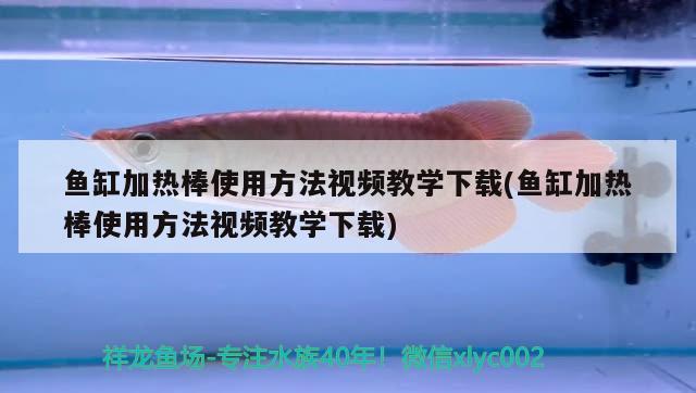 魚缸加熱棒使用方法視頻教學下載(魚缸加熱棒使用方法視頻教學下載)