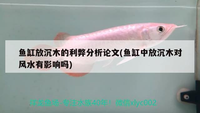 魚缸放沉木的利弊分析論文(魚缸中放沉木對風水有影響嗎) 魚缸風水