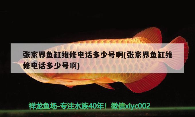 張家界魚缸維修電話多少號啊(張家界魚缸維修電話多少號啊)