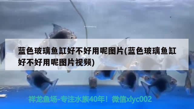 藍(lán)色玻璃魚缸好不好用呢圖片(藍(lán)色玻璃魚缸好不好用呢圖片視頻)