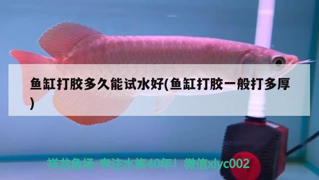 魚缸打膠多久能試水好(魚缸打膠一般打多厚) 森森魚缸