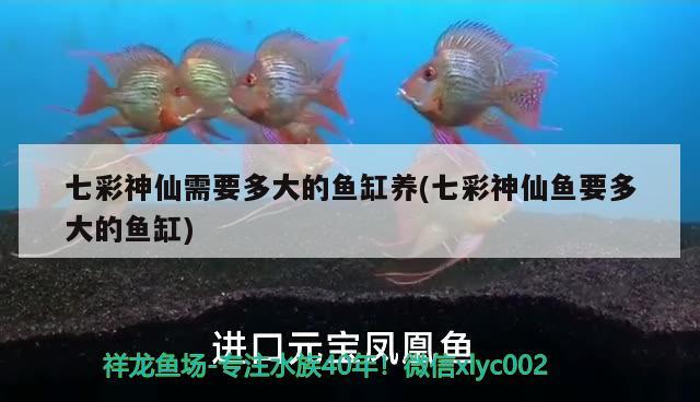 七彩神仙需要多大的魚缸養(yǎng)(七彩神仙魚要多大的魚缸) 七彩神仙魚