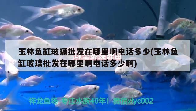 玉林魚缸玻璃批發(fā)在哪里啊電話多少(玉林魚缸玻璃批發(fā)在哪里啊電話多少啊)