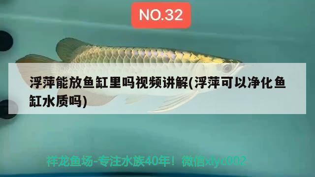 浮萍能放魚缸里嗎視頻講解(浮萍可以凈化魚缸水質(zhì)嗎)