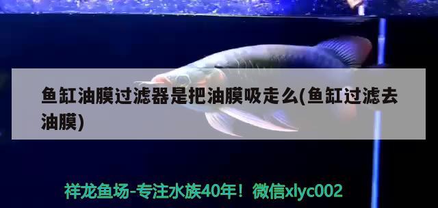 魚(yú)缸油膜過(guò)濾器是把油膜吸走么(魚(yú)缸過(guò)濾去油膜) 羅漢魚(yú)批發(fā)