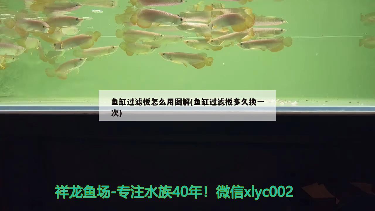 魚缸過濾板怎么用圖解(魚缸過濾板多久換一次) 廣州水族批發(fā)市場