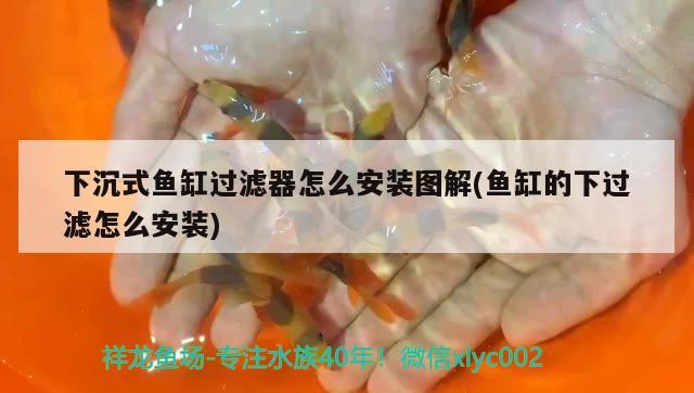 下沉式魚缸過濾器怎么安裝圖解(魚缸的下過濾怎么安裝) 虎斑恐龍魚