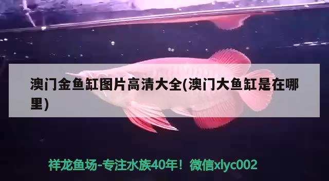 澳門金魚缸圖片高清大全(澳門大魚缸是在哪里)