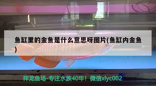 魚缸里的金魚是什么意思呀圖片(魚缸內(nèi)金魚)