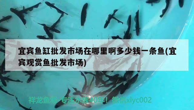 宜賓魚缸批發(fā)市場在哪里啊多少錢一條魚(宜賓觀賞魚批發(fā)市場) 觀賞魚批發(fā)