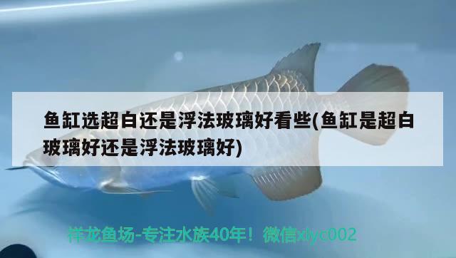 魚缸選超白還是浮法玻璃好看些(魚缸是超白玻璃好還是浮法玻璃好)