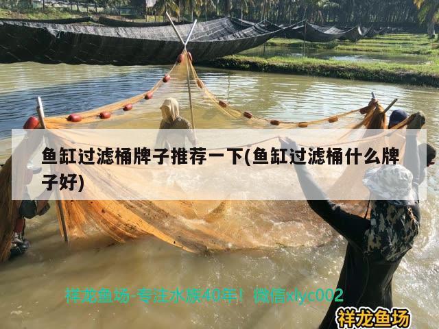 魚(yú)缸過(guò)濾桶牌子推薦一下(魚(yú)缸過(guò)濾桶什么牌子好) 白子關(guān)刀魚(yú)