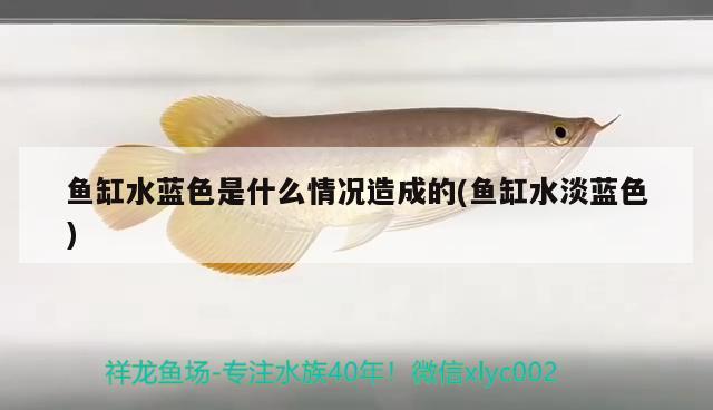 魚缸水藍色是什么情況造成的(魚缸水淡藍色)