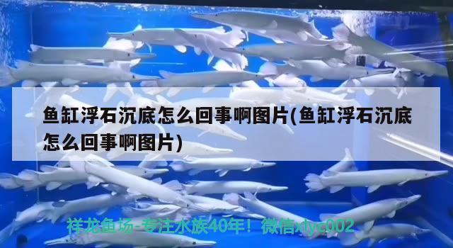 魚缸浮石沉底怎么回事啊圖片(魚缸浮石沉底怎么回事啊圖片)