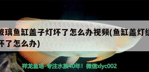 玻璃魚缸蓋子燈壞了怎么辦視頻(魚缸蓋燈組壞了怎么辦) 慈雕魚