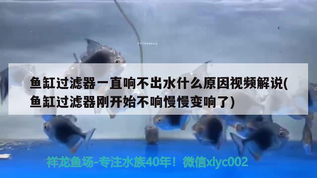 魚缸過濾器一直響不出水什么原因視頻解說(shuō)(魚缸過濾器剛開始不響慢慢變響了)