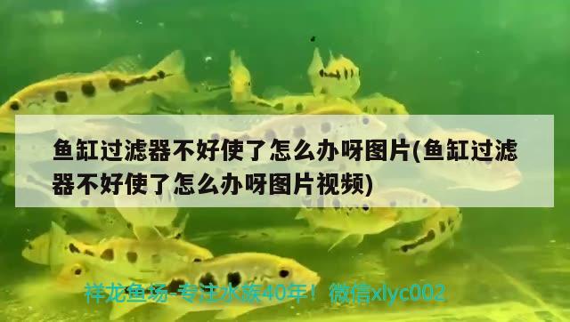 魚缸過濾器不好使了怎么辦呀圖片(魚缸過濾器不好使了怎么辦呀圖片視頻) 狗仔招財貓魚