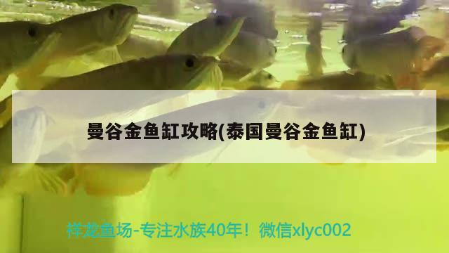 曼谷金魚缸攻略(泰國曼谷金魚缸)