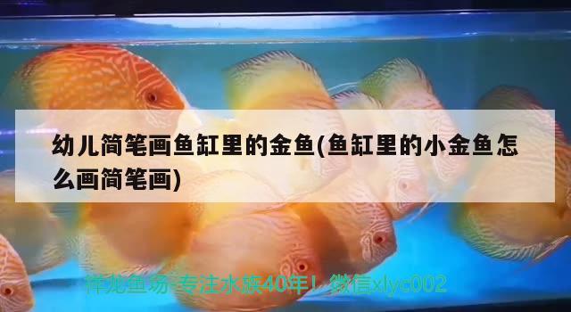 幼兒簡筆畫魚缸里的金魚(魚缸里的小金魚怎么畫簡筆畫)