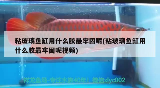 粘玻璃魚缸用什么膠最牢固呢(粘玻璃魚缸用什么膠最牢固呢視頻)