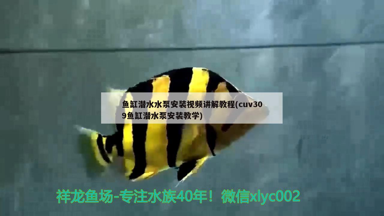 魚缸潛水水泵安裝視頻講解教程(cuv309魚缸潛水泵安裝教學)