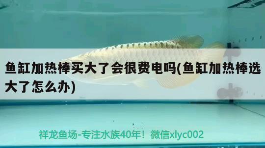 魚缸加熱棒買大了會很費(fèi)電嗎(魚缸加熱棒選大了怎么辦) 白子關(guān)刀魚苗