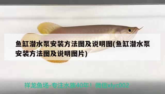 魚缸潛水泵安裝方法圖及說(shuō)明圖(魚缸潛水泵安裝方法圖及說(shuō)明圖片)