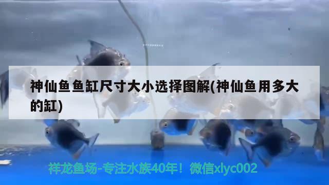 神仙魚魚缸尺寸大小選擇圖解(神仙魚用多大的缸) 野生埃及神仙魚