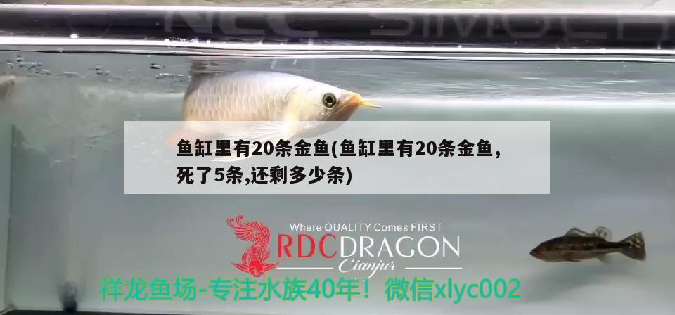 魚缸里有20條金魚(魚缸里有20條金魚,死了5條,還剩多少條) 大湖紅龍魚