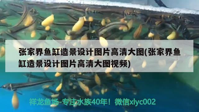 張家界魚缸造景設計圖片高清大圖(張家界魚缸造景設計圖片高清大圖視頻) 埃及神仙魚