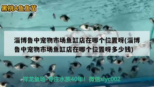 淄博魯中寵物市場魚缸店在哪個位置呀(淄博魯中寵物市場魚缸店在哪個位置呀多少錢) 馬拉莫寶石魚