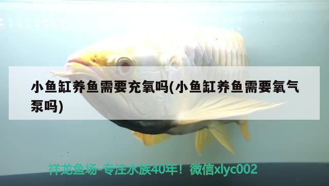 小魚缸養(yǎng)魚需要充氧嗎(小魚缸養(yǎng)魚需要氧氣泵嗎) 黑金魟魚