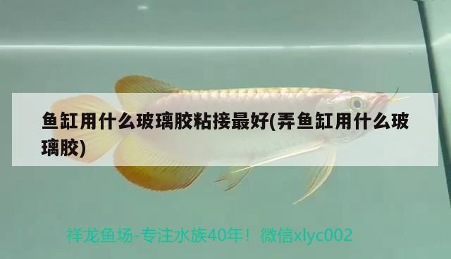 魚缸用什么玻璃膠粘接最好(弄魚缸用什么玻璃膠)