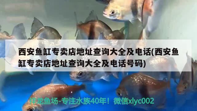 西安魚缸專賣店地址查詢大全及電話(西安魚缸專賣店地址查詢大全及電話號碼) 印尼虎苗