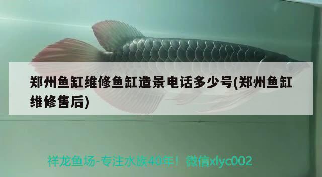 鄭州魚缸維修魚缸造景電話多少號(鄭州魚缸維修售后)