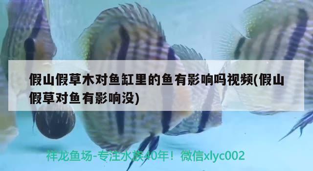 假山假草木對魚缸里的魚有影響嗎視頻(假山假草對魚有影響沒)