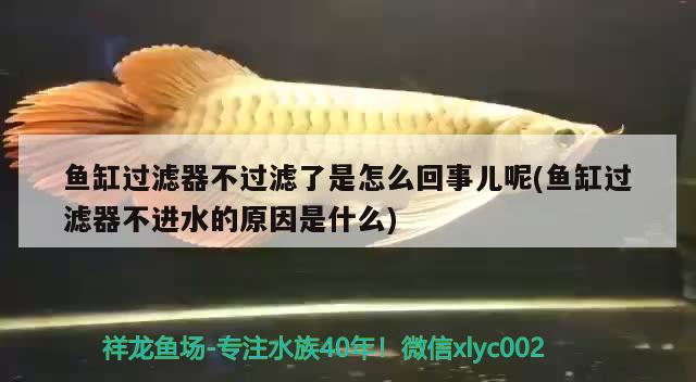 魚缸過濾器不過濾了是怎么回事兒呢(魚缸過濾器不進水的原因是什么)