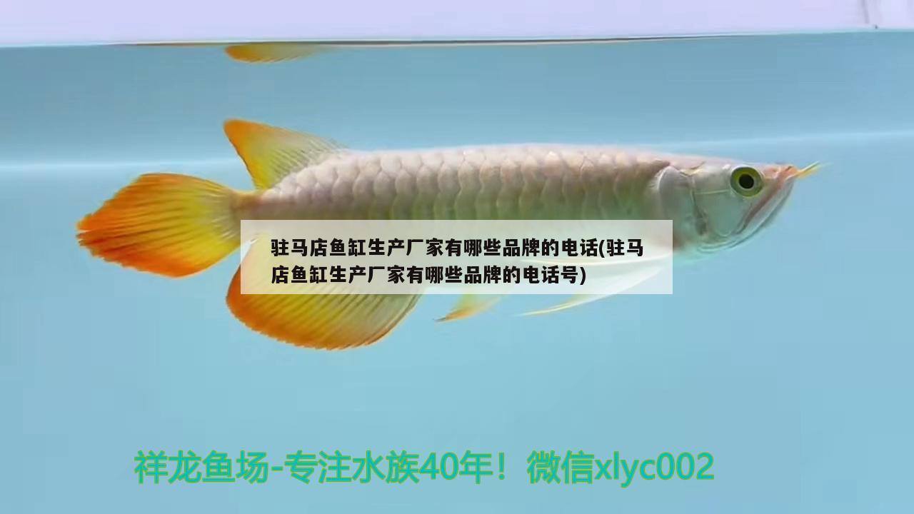 駐馬店魚缸生產(chǎn)廠家有哪些品牌的電話(駐馬店魚缸生產(chǎn)廠家有哪些品牌的電話號(hào)) 帝王迷宮