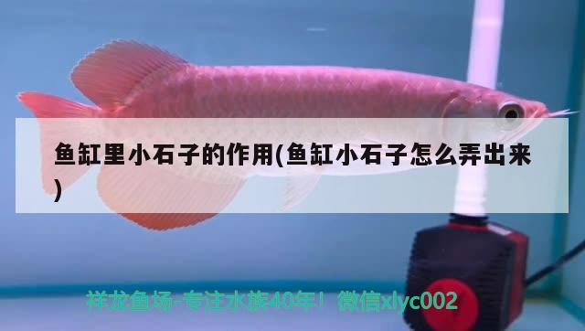 魚缸里小石子的作用(魚缸小石子怎么弄出來)