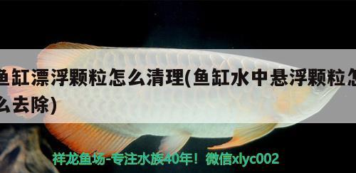 魚缸漂浮顆粒怎么清理(魚缸水中懸浮顆粒怎么去除) 埃及神仙魚 第1張