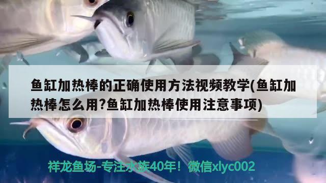 魚缸加熱棒的正確使用方法視頻教學(xué)(魚缸加熱棒怎么用?魚缸加熱棒使用注意事項(xiàng)) 福滿鉆魚