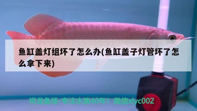 魚缸蓋燈組壞了怎么辦(魚缸蓋子燈管壞了怎么拿下來)