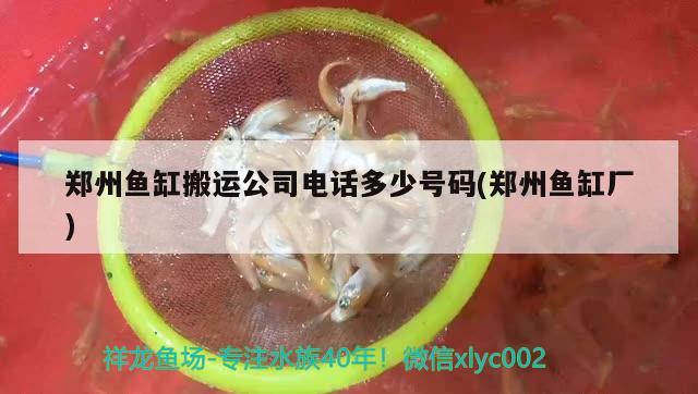 鄭州魚缸搬運公司電話多少號碼(鄭州魚缸廠)