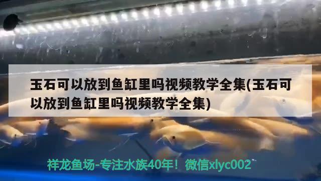 玉石可以放到魚缸里嗎視頻教學(xué)全集(玉石可以放到魚缸里嗎視頻教學(xué)全集)