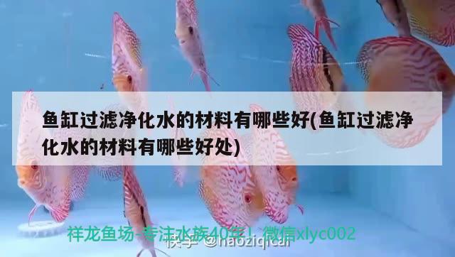 魚缸過濾凈化水的材料有哪些好(魚缸過濾凈化水的材料有哪些好處) 泰國虎魚（泰虎）