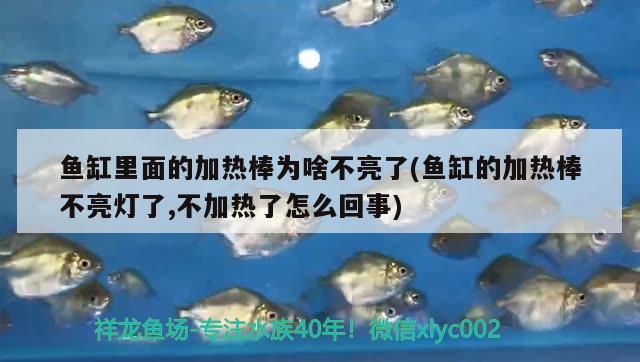 魚(yú)缸里面的加熱棒為啥不亮了(魚(yú)缸的加熱棒不亮燈了,不加熱了怎么回事)